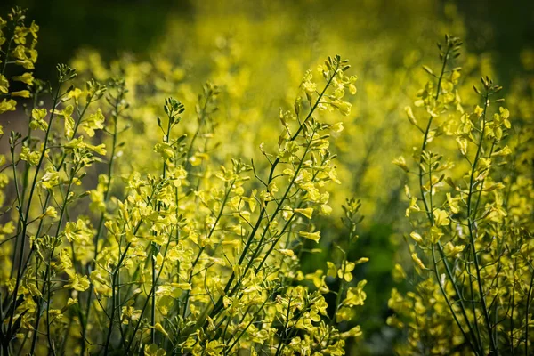 Flores Amarillas Campo Primavera Con Fondo Borroso —  Fotos de Stock