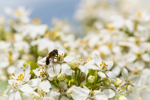Bir böcek bahçedeki bazı beyaz çiçeklerden polen alır. Detayları yakın çekim. Makro