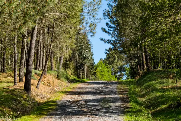 İlkbaharda orman yolu Ağaçlar ve yemyeşil bitki örtüsüyle