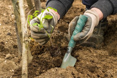 Bir çiftçinin elleri ön planda domates filizlerini organik bir bahçeye dikerek doğal ve sağlıklı bir diyeti teşvik ediyor.