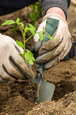 Bir çiftçinin elleri ön planda domates filizlerini organik bir bahçeye dikerek doğal ve sağlıklı bir diyeti teşvik ediyor.