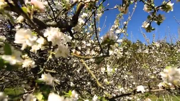 Güzel Çiçek Açan Elma Ağaçları Narin Beyaz Çiçekleri Baharın Başlarında — Stok video