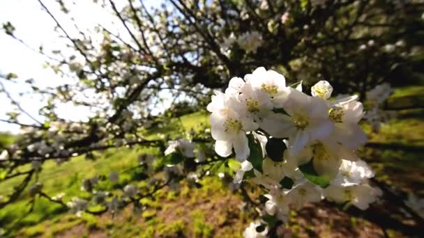 Όμορφη Θέα Των Ανθισμένων Μηλιών Λεπτά Λευκά Άνθη Τους Ένα — Αρχείο Βίντεο