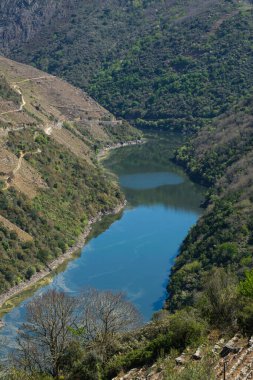 Ribeira Sacra 'nın Sil Nehri (Lugo, Galicia, İspanya) kıyısındaki üzüm bağlarının güzel manzarası)