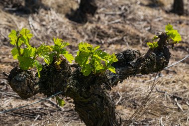 Baharda yeni yeşil filizlenen bir sarmaşık (Ribeira Sacra, Galiçya, İspanya)