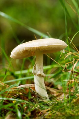 Galiçya ormanında bir patikada bahar mantarı.