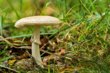 Galiçya ormanında bir patikada bahar mantarı.