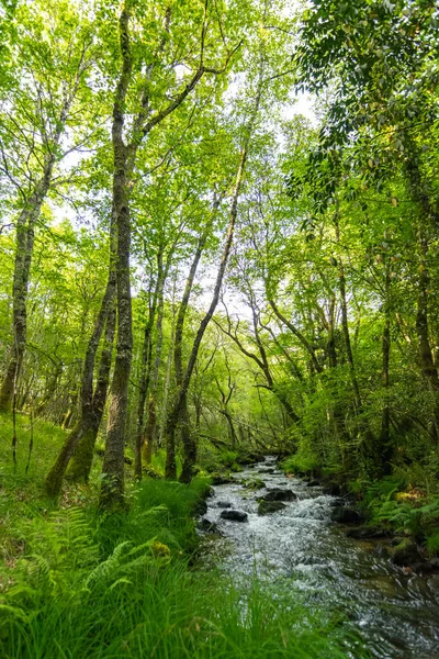 Pequeno Rio Floresta Com Vegetação Árvores Dia Primavera — Fotografia de Stock