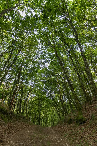 Ścieżka Leśna Wiosną Drzewami Bujną Roślinnością — Zdjęcie stockowe