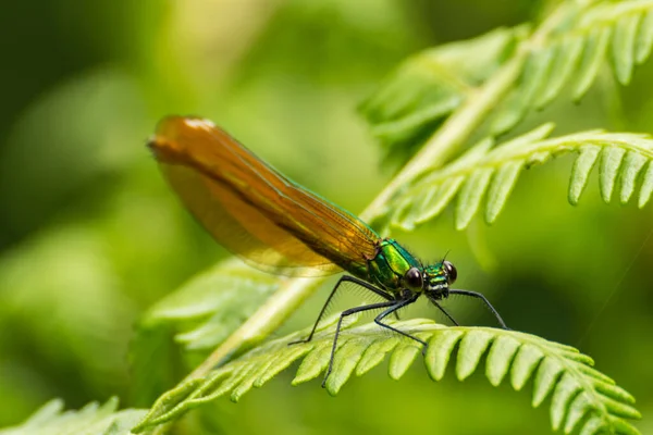 Macro Una Libélula Posada Sobre Hoja Helecho Primavera — Foto de Stock