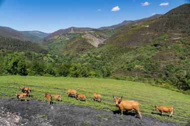 Ön planda inekler, arka planda dağlar olan doğal manzara.