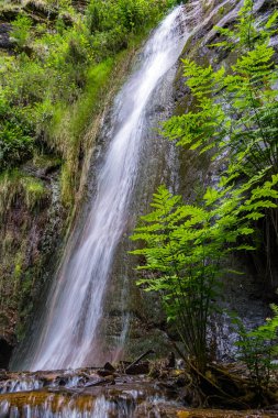 İlkbaharda Galiçya dağında eğreltiotu ile çevrili güzel bir şelale.