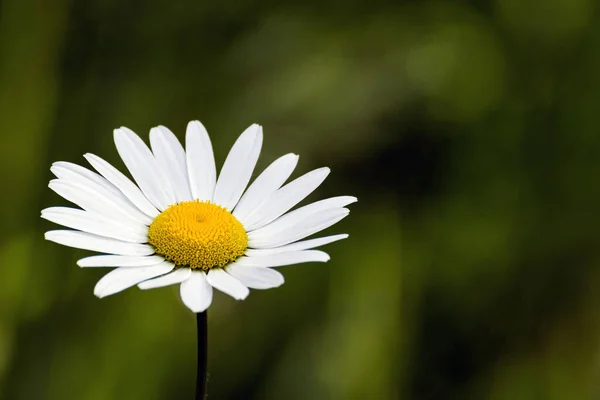 Baharda tarlada papatya. Bellis perennis