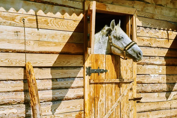 Крупним планом красивий сірий жеребець в стайні — стокове фото