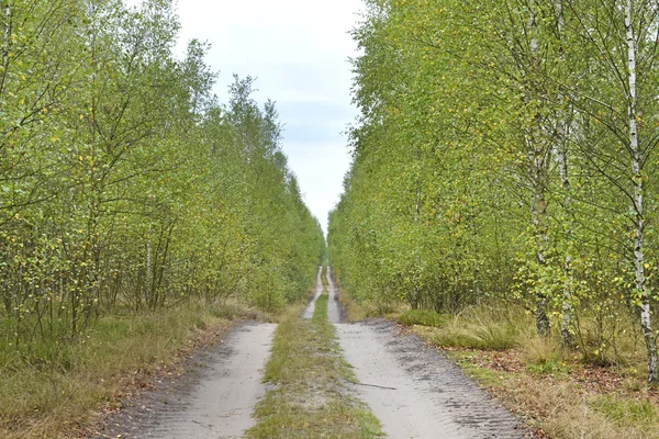 Paesaggio nel bosco.