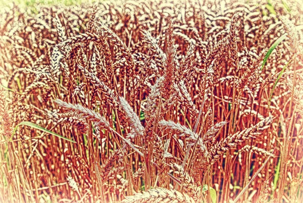 Grano, tahıl