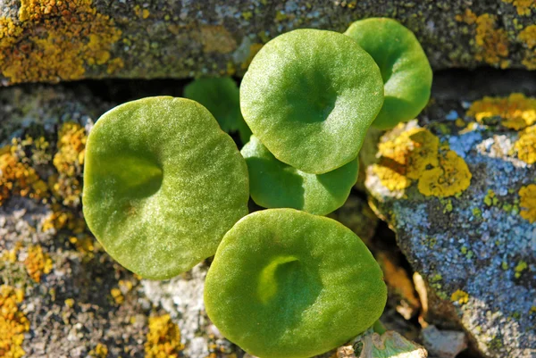 Fiori e frutti — Stockfoto