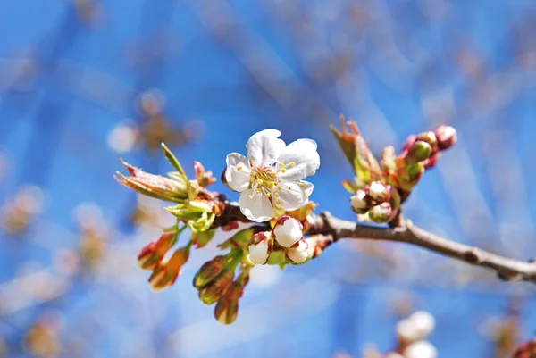 Fiori ve frutti.