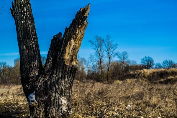 The end of tree — Stock Photo, Image