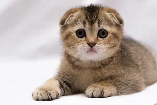 Scottish-Fold yavru kedi
