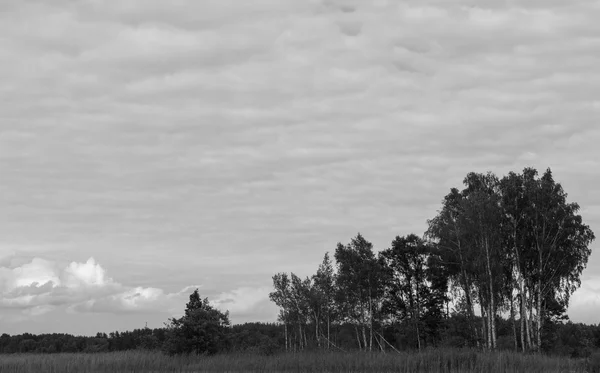 Prosluněný březový háj pod širým nebem — Stock fotografie