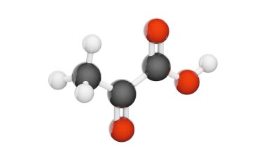 Pyruvic acid (C3H4O3) karbonhidratlar, proteinler ve yağların metabolizmasında bir ara bileşiktir. Kimyasal yapı modeli, top ve sopa. Üç boyutlu illüstrasyon. Beyaz arkaplanda izole.