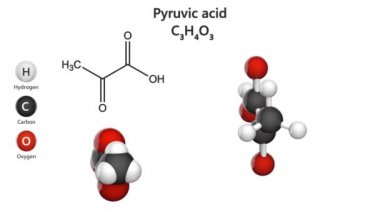 Pyruvic acid (C3H4O3) karbonhidratlar, proteinler ve yağların metabolizmasında bir ara bileşiktir. Kimyasal yapı modeli: Top ve Çubuk + Boşluk doldurma. 3 boyutlu görüntüleme. Beyaz arkaplan.