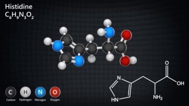 Histidin (sembolü O 'nun veya H) proteinlerin biyosentezinde kullanılan bir amino asittir. Formül: C6H9N3O2. 3 boyutlu görüntüleme. Kusursuz döngü. Kimyasal yapı modeli: Top ve Sopa.