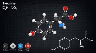L-Tyrosine (Tyr veya Y sembolü), hücreler tarafından proteinleri sentezlemek için kullanılan bir amino asittir. Formül C9H11NO3. 3 boyutlu görüntüleme. Kusursuz döngü. Kimyasal yapı modeli: Top ve Sopa.