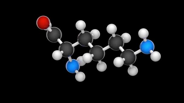 Lysine Symbol Lys Amino Acid Used Biosynthesis Proteins Formula C6H14N2O2 —  Stock Video © OrangeDeerStudio #466541288