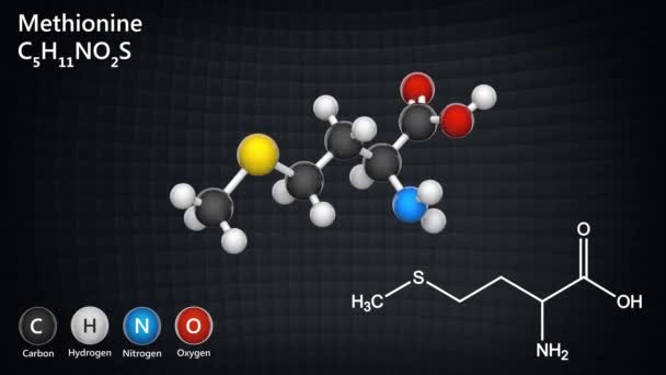 甲硫氨酸 Methionine 符号Met或M 是人类必需的氨基酸 方程式 C5H11No2S 3D渲染 无缝圈 化学结构模型 球与棒 — 图库视频影像