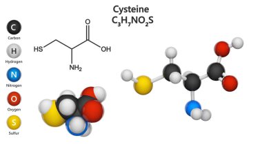 Sistemin (sembolü Cys veya C) yarıönemli bir proteojenik amino asittir. Formül: C3H7NO2S. Üç boyutlu illüstrasyon. Kimyasal yapı modeli: Top ve Çubuk + Boşluk doldurma. Beyaz arkaplanda izole.