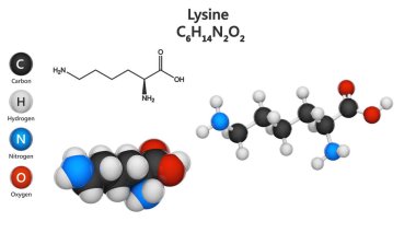 Lysin (sembolü Lys veya K) proteinlerin biyosentezinde kullanılan bir amino asittir. Formül: C6H14N2O2. Üç boyutlu illüstrasyon. Kimyasal yapı modeli: Top ve Çubuk + Boşluk doldurma. Beyaz arkaplan