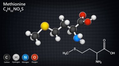 Methionine (sembolü Met veya M) insanlarda önemli bir amino asittir. Formül: C5H11NO2S. Üç boyutlu illüstrasyon. Kimyasal yapı modeli: Top ve Sopa.