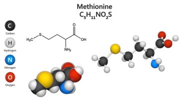 Methionine (sembolü Met veya M) insanlarda önemli bir amino asittir. Formül: C5H11NO2S. Üç boyutlu illüstrasyon. Kimyasal yapı modeli: Top ve Çubuk + Boşluk doldurma. Beyaz arkaplanda izole.