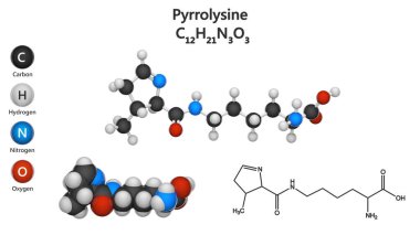 Pyrrolysine (sembolü Pyl veya O) kimyasal formülü C12H21N3O3 olan organik bir bileşiktir. Üç boyutlu illüstrasyon. Kimyasal yapı modeli: Top ve Çubuk + Boşluk doldurma. Beyaz arkaplan.