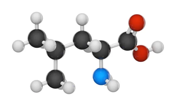 Leucine Символ Leu Або Незамінною Амінокислотою Яка Використовується Біосинтезі Білків — стокове фото