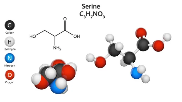 Serin Symbol Ser Nebo Aminokyselina Která Používá Biosyntéze Bílkovin Vzorec Stock Snímky
