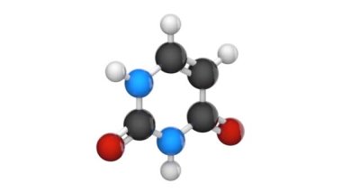 Uracil. Nitrojen bazlı moleküler yapı (DNA ve RNA parçaları). Formül: C4H4N2O2. 3 boyutlu görüntüleme. Kusursuz döngü. Kimyasal yapı modeli, top ve sopa. Beyaz arkaplan