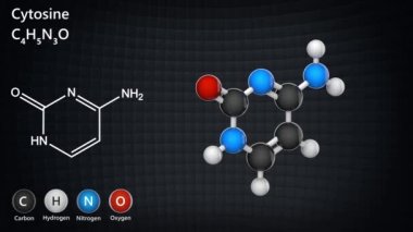 Sitozin. Nitrojen bazlı moleküler yapı (DNA ve RNA parçaları). C4H5N3O. 3 boyutlu görüntüleme. Kusursuz döngü. Kimyasal yapı modeli: Top ve Sopa.
