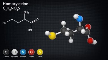 Homocysteine (Hcy) amino asidinin kimyasal yapısı. Formül: C4H9NO2S. 3 boyutlu görüntüleme. Kusursuz döngü. Kimyasal yapı modeli: Top ve Sopa.