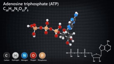 Adenozin trifosfat moleküler yapısı, ATP hücresel enerji transferi. C10H16N5O13P3. 3 boyutlu görüntüleme. Kusursuz döngü. Kimyasal yapı modeli: Top ve Sopa.