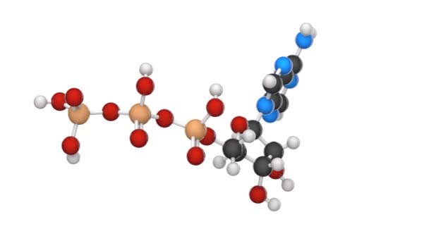 Adenosintriphosphat Molekulare Struktur Atp Ist Intrazelluläre Energieübertragung C10H16N5O13P3 Darstellung Nahtlose — Stockvideo
