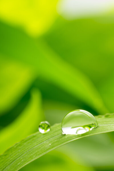 leaf with rain droplets - Stock Image