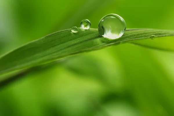 leaf with rain droplets - Stock Image