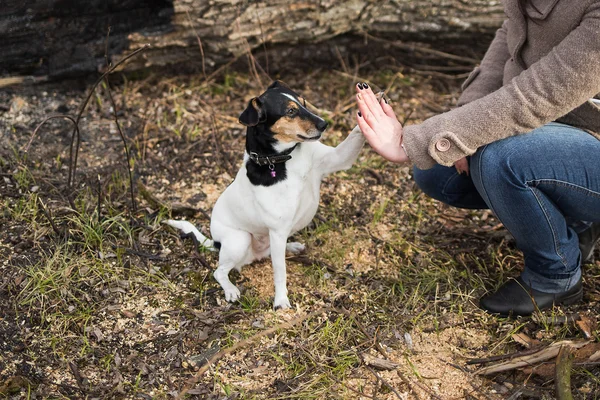 Bonito engraçado parson russel terrier cão toca mão de mulher — Fotografia de Stock