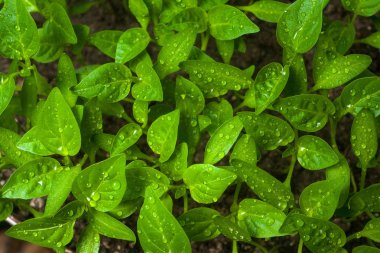 Yeşil tohumlardan büyüyen filizlenir. Biber