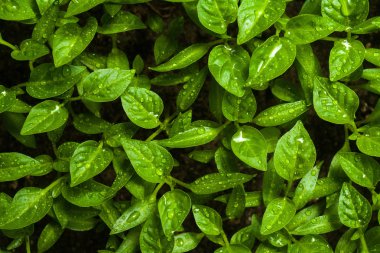 Yeşil tohumlardan büyüyen filizlenir. Biber