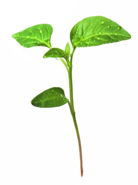 Yeşil tohumlardan büyüyen filizlenir. Biber