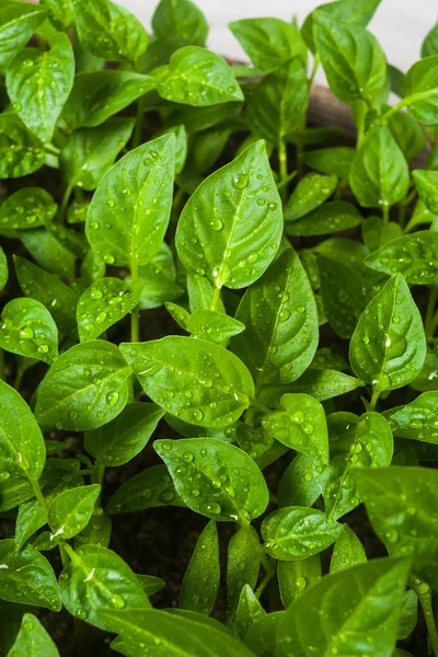 Brotos verdes crescendo a partir de sementes. Pimenta — Fotografia de Stock